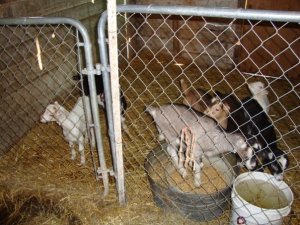 Baby goats at Homestead Ranch